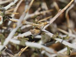 Image result for Melolobium