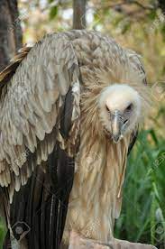 It is listed as near threatened on the iucn red list. Himalayan Griffon Vulture Gier