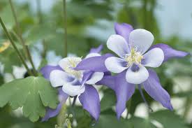 Iris irises are beautiful flowers with long, thin, flat leaves. 14 Best Landscape Plants With Purple Flowers