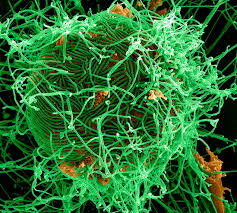 Virus rna adalah virus yang materi genetiknya berupa asam nukleat yang berbentuk rantai tunggal atau ganda tidak berpilin. Ebola Virus Facts And Information