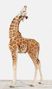 Discover the best kitchen sinks with reviews,guides & top picks. Pin On Long Necks In The Sky