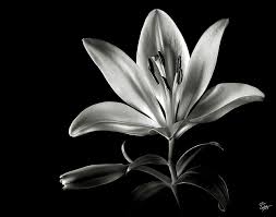 White delicate lilly available in print or matte & framed, greeting card single or box of 12. Use This Image For Bed Center Black And White Flowers Flowers Black Background White Lily Flower