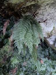 Image result for Vandenboschia