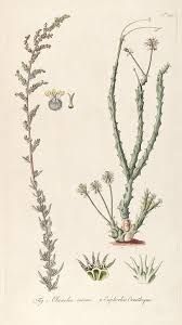 Image result for Chenolea