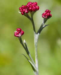 Image result for Helichrysum lineare