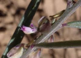 Image result for Polygala erioptera