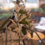 Image result for Diaphananthe bidens