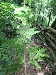 Image result for Nothoperanema