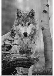 Wolf Black And Gray Tattoo Wolf Photography Grey Wolf Beautiful Wolves