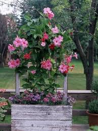 Flower Garden Ideas For Containers And Windowboxes Farmfoodfamily Flowering Vines Heat Tolerant Plants Garden Containers
