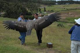 Maybe you would like to learn more about one of these? 43 Gambar Burung Elang Terganas Hd Gambar Hewan