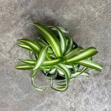 Image result for Chlorophytum pauper