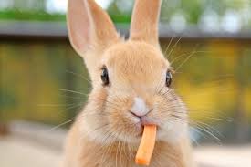 Le Lapin 10 Idees Recues Fondation 30 Millions D Amis