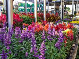 Check spelling or type a new query. Rows Of Colorful Flowers And Plants For Sale At A Garden Nursery Stock Image Image Of Florist Large 170234451