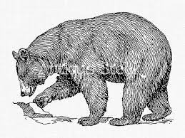 American Black Bear Old Image Bear Line Art Drawing Antique Illustration By Antique Stock Bear Drawing Line Art Drawings American Black Bear