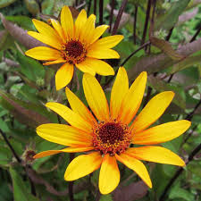 Maybe you would like to learn more about one of these? Sonnenauge Heliopsis Helianthoides Summer Nights Gelb