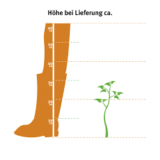 Die chilenische schmucktanne oder chilenische araukarie ist eine pflanze der familie der araukariengewächse. Chilenische Schmucktanne Hohe Ca 20 30 Cm Topf Ca 3 L Araucaria Kaufen Bei Obi