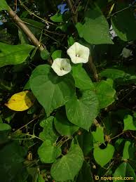 Image result for Ipomoea obscura
