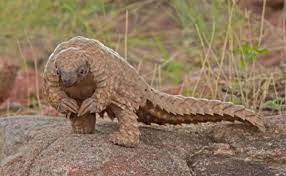 We did not find results for: Where Have All The Pangolins Gone One Green Planet