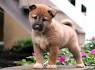 Shiba Inu Puppies for Sale - Next Day Pets