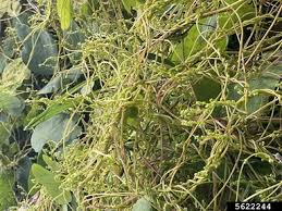 Image result for Cuscuta hyalina