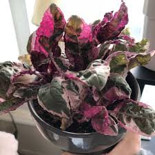 Let's investigate some pet friendly air purifying plants. Hemigraphis Alternata Snow White Snow White Waffle Plant Uploaded By Kittenteeth