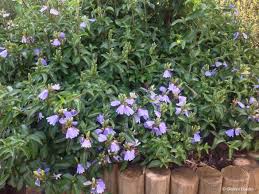 Image result for Sclerochiton hirsutus