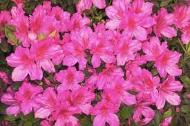Fortunately, there are many flowers and flowering shrubs that thrive in shade during the heat of the day as long as they catch a few rays early in the day. The Best Flowers To Plant In Morning Sun Afternoon Shade Hunker Azalea Bush Dwarf Azaleas Azaleas Landscaping