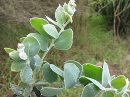 Image result for Acacia podalyriifolia