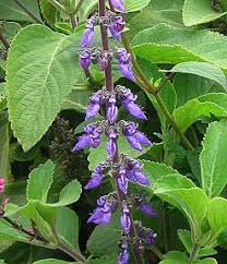 Image result for Plectranthus alboviolaceus