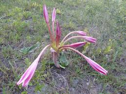 Image result for Crinum stuhlmannii