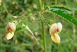 Image result for Aeschynomene pawekiae