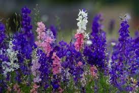 Summer Season Flowers In India April Flowers Images Of Summer Flowers