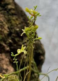 Image result for Taeniophyllum