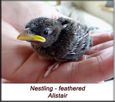 The House Sparrow Passer Domesticus Nesting Orphan Care