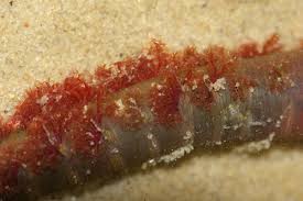 Image result for Aneilema arenicola