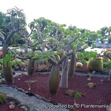 Image result for Pachycarpus eximius