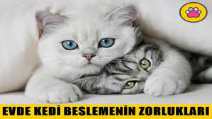 evde kedi beslemenin zorluklari nelerdir