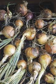 While the water is coming to a boil, trim off the root ends of the onions. Ann Bennett Here S The Secret To Growing Great Onions Gardening Conwaydailysun Com