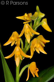 Image result for Polystachya leonardiana