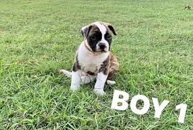 Profile for Holden American Bulldogs