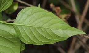 Image result for Blepharispermum