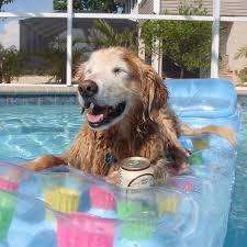 989 puppy board products are offered for sale by suppliers on alibaba.com, of which plastic sheets accounts for 1%. 10 Factors To Consider For The Best Dog Boarding Near Me The Furry Companion