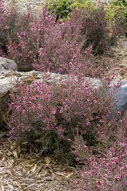 Dwarf New Zealand Tea Tree Monrovia Plants Tea Tree Plant Catalogs
