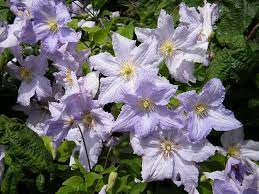 In pruning clematis, your overall goal is to create a plant that will flower strongly each year at various heights from ground level to a comfortable height where you can enjoy and reach the plant for maintenance. Clematis Blue Angel Clematis Plants Zone 5 Plants