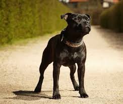 20 most dangerous dogs in the world based on stats aggressive dog breeds most dangerous dogs scary dogs