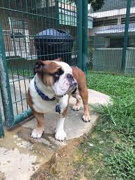 The sembawang animal quarantine station (saqs) provides quarantine facilities for imported dogs, cats, and small sembawang animal quarantine station 10 lorong chencharu singapore 769197. Pet Travel Spotlight Singapore Pet Quarantine Rules And Advice Petrelocation
