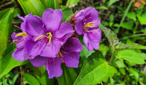 Image result for Melastomastrum