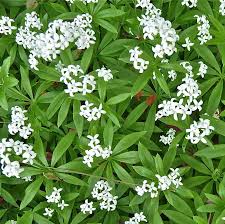 Image result for Galium stenophyllum