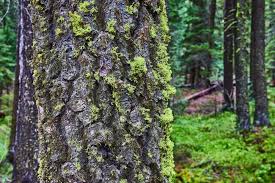 Image result for tree bark